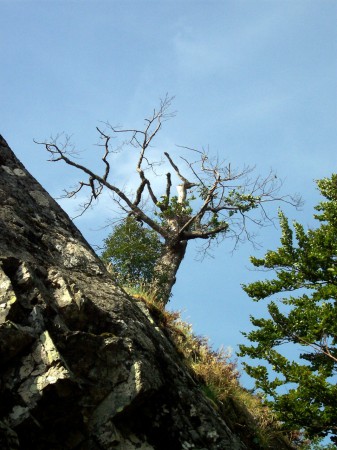 Flóra v Anglických kaskádach